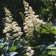 Rodgersia aesculifolia: Bild 4/4