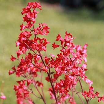 Heuchera sanguinea 'Leuchtkäfer'