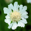 Scabiosa caucasica 'Miss Willmott': Bild 3/3