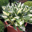Hosta 'Revolution': Bild 1/4