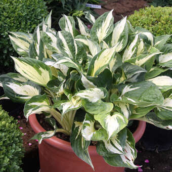 Hosta 'Revolution'