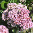 Sedum 'Matrona': Bild 3/9