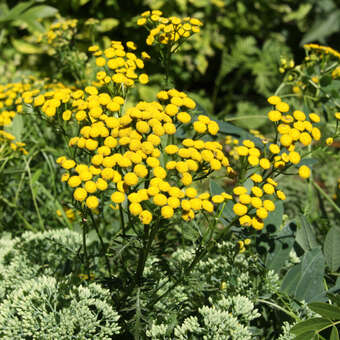 Tanacetum vulgare