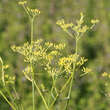 Foeniculum vulgare: Bild 2/6