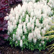 Tiarella 'Spring Symphony': Bild 7/7