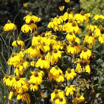 Rudbeckia nitida 'Herbstsonne'