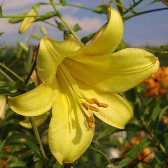 Lilium 'Golden Splendour'