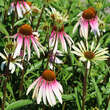 Echinacea purpuera 'Pretty Parasols' (Synonym 'Engeltje'): Bild 1/4