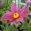 Pulsatilla vulgaris 'Rote Glocke': Bild 2/4