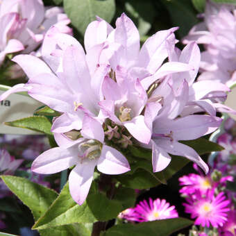 Campanula glomerata 'Caroline'