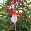 Fuchsia 'Madame Cornelissen': Bild 2/2