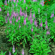 Veronica spicata 'Rotfuchs': Bild 1/1