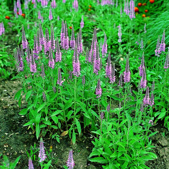 Veronica spicata 'Rotfuchs'