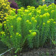 Euphorbia palustris: Bild 6/6