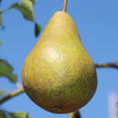 Pyrus communis 'Bosc's Flaschenbirne' - Winterbirne