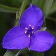 Tradescantia andersoniana 'Blue Stone': Bild 3/5