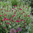 Lychnis coronaria: Bild 1/4