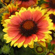 Gaillardia 'Arizona Sun': Bild 1/9