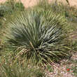 Yucca glauca: Bild 1/2