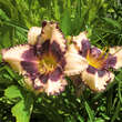 Hemerocallis 'Sabine Bauer': Bild 2/2