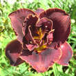 Hemerocallis 'Night Embers': Bild 2/2