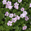 Geranium 'Dreamland': Bild 1/6