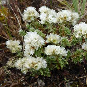 Paronychia kapela serpyllifolia