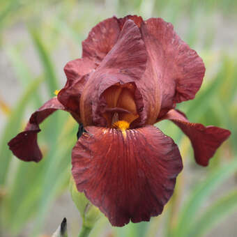 Iris media 'Fabulous Jeanette'