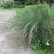 Juncus inflexus (glaucus): Bild 3/3