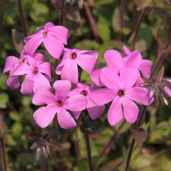 Phlox stolonifera 'Home Fires'