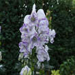 Aconitum carmichaelii 'Cloudy': Bild 2/3