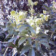 Helleborus argutifolius: Bild 2/9