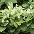Maianthemum bifolium: Bild 2/3