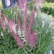 Pennisetum orientale 'Karley Rose': Bild 1/2