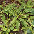 Polystichum munitum - Schwertfarn