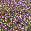 Geranium 'Orkney Cherry': Bild 6/6