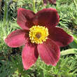 Pulsatilla vulgaris 'Rote Glocke': Bild 4/4