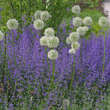 Allium 'Mount Everest': Bild 3/5