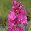 Sidalcea oregana 'Brilliant': Bild 1/2