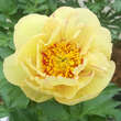 Paeonia Itoh-Hybr. 'Lollipop': Bild 3/4