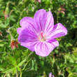 Geranium 'Blushing Turtle': Bild 3/6