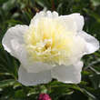 Paeonia lactiflora 'Honey Gold': Bild 2/3