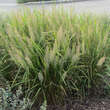 Calamagrostis brachytricha: Bild 4/6