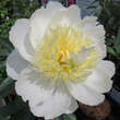 Paeonia lactiflora 'Honey Gold': Bild 3/3