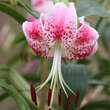 Lilium speciosum 'Roseum': Bild 1/2