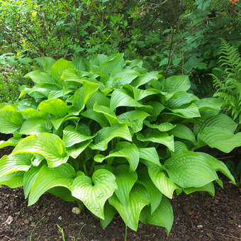 Hosta plantaginea grandiflora