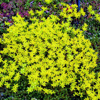 Sedum acre