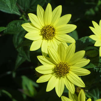 Helianthus 'Lemon Queen'