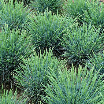 Festuca glauca 'Elijah Blue'