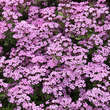 Saponaria ocymoides: Bild 1/5